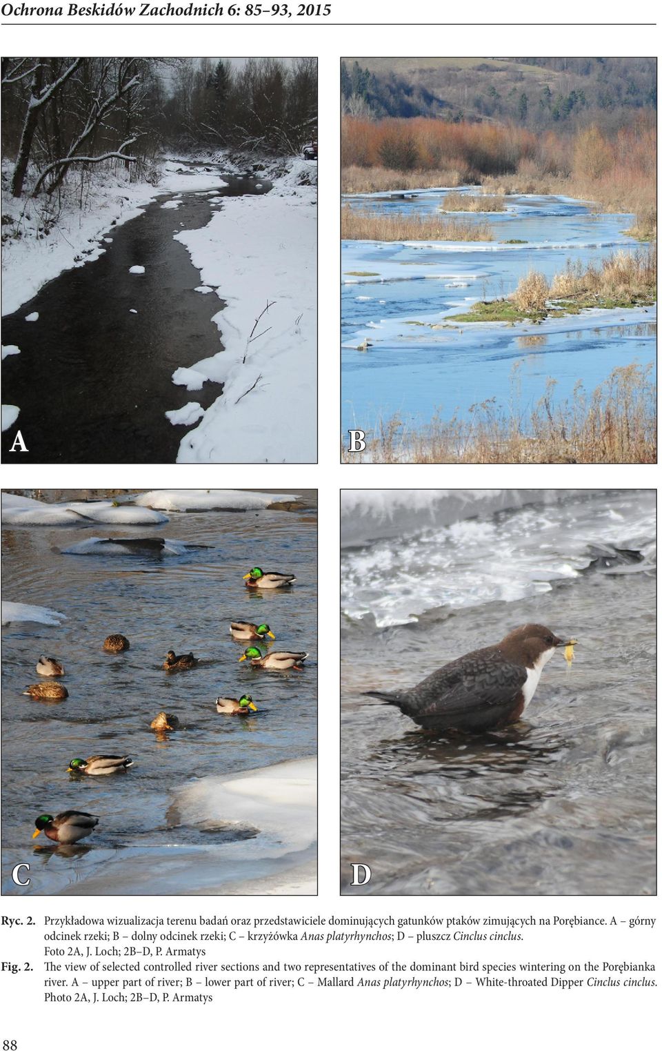 A górny odcinek rzeki; B dolny odcinek rzeki; C krzyżówka Anas platyrhynchos; D pluszcz Cinclus cinclus. Foto 2A