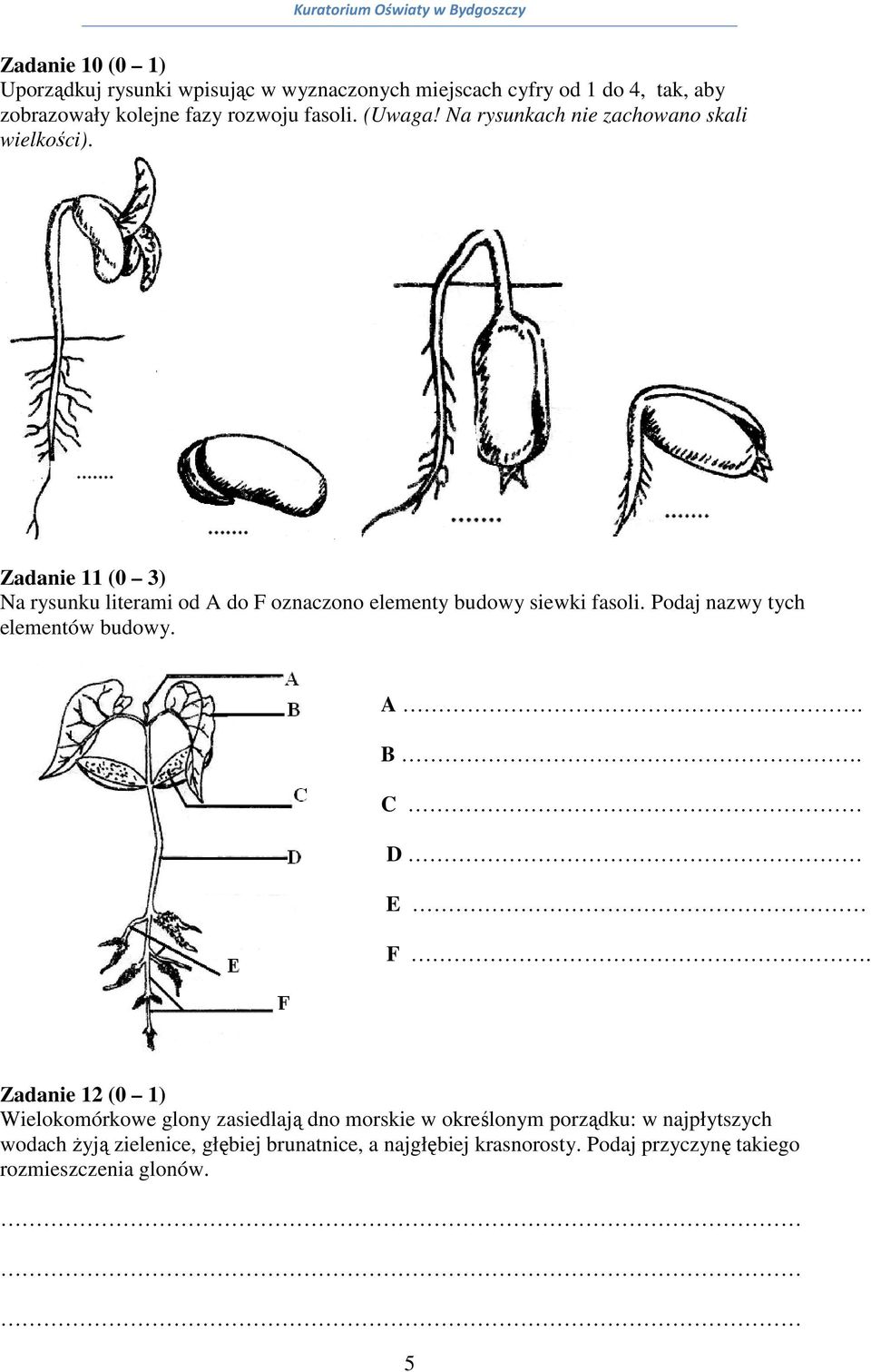 Zadanie 11 (0 3) Na rysunku literami od A do F oznaczono elementy budowy siewki fasoli. Podaj nazwy tych elementów budowy. A. B.