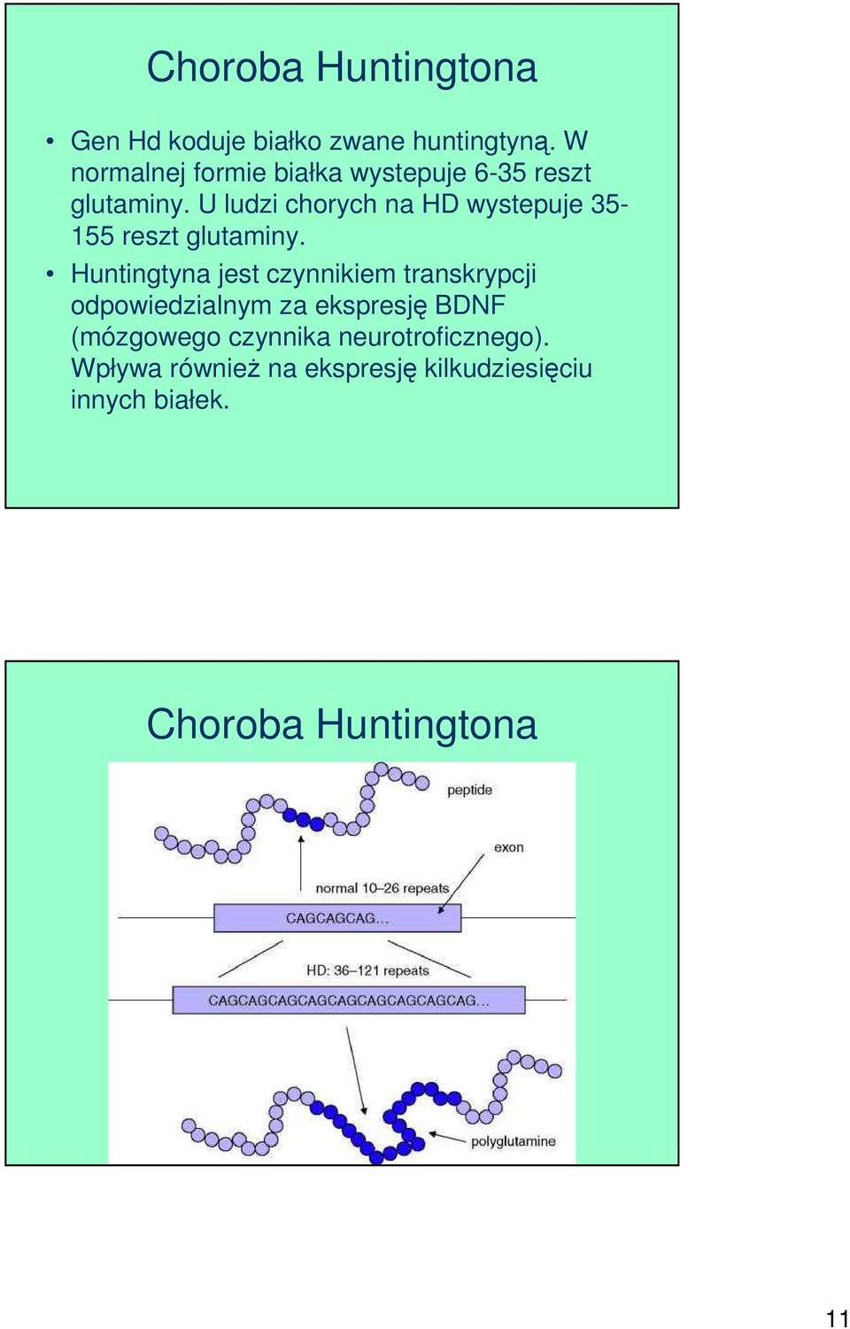 U ludzi chorych na HD wystepuje 35-155 reszt glutaminy.