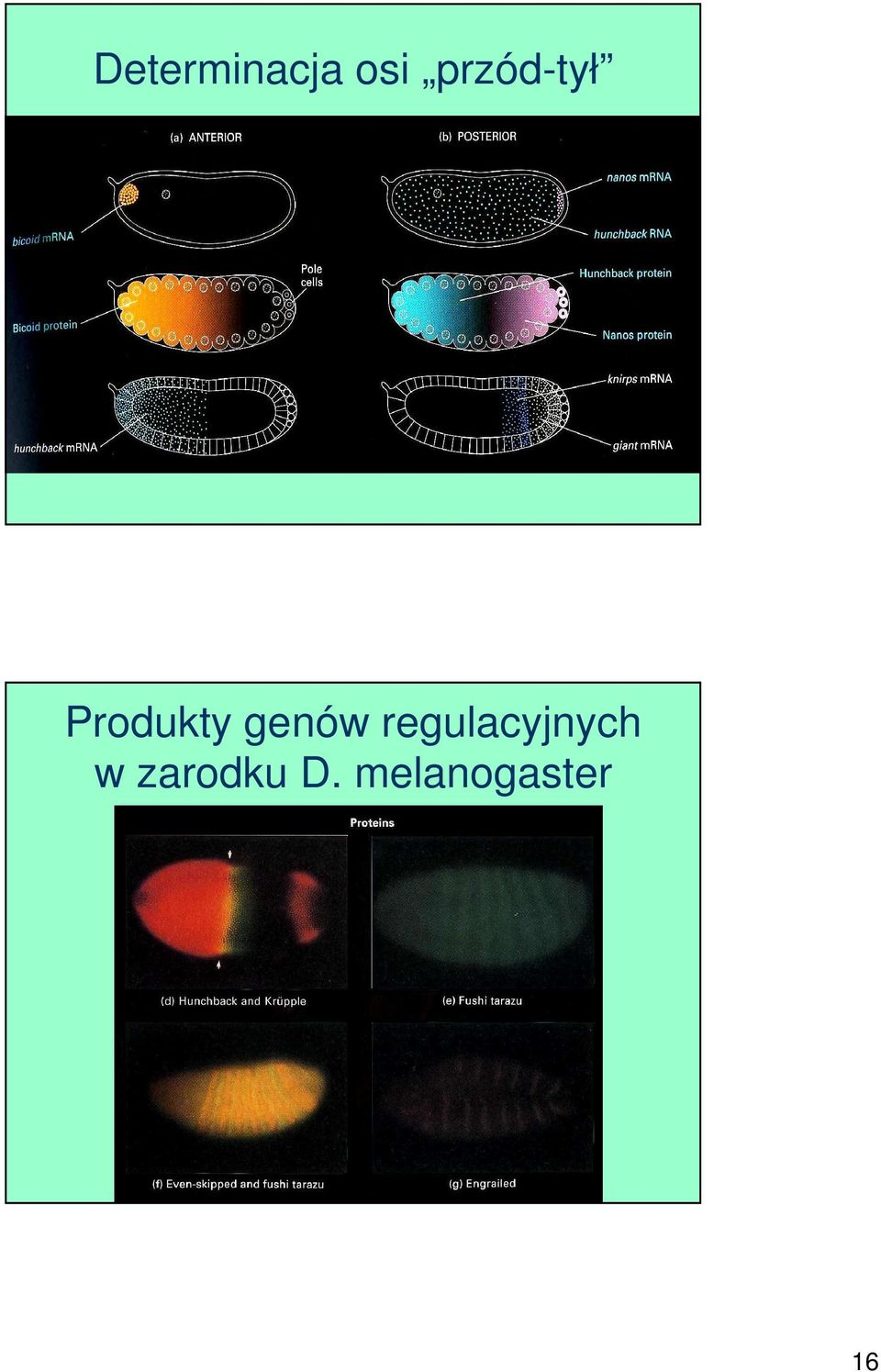 genów regulacyjnych