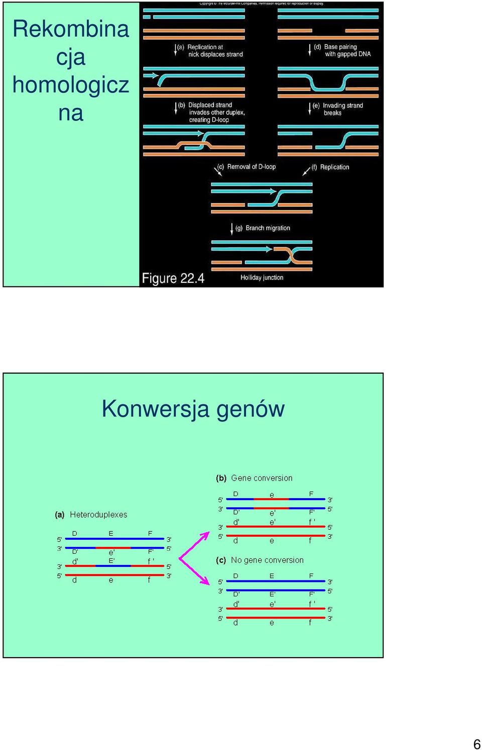 homologicz