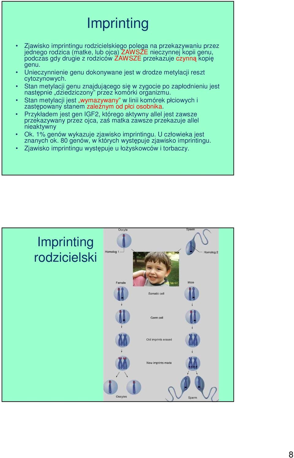 Stan metylacji genu znajdującego się w zygocie po zapłodnieniu jest następnie dziedziczony przez komórki organizmu.