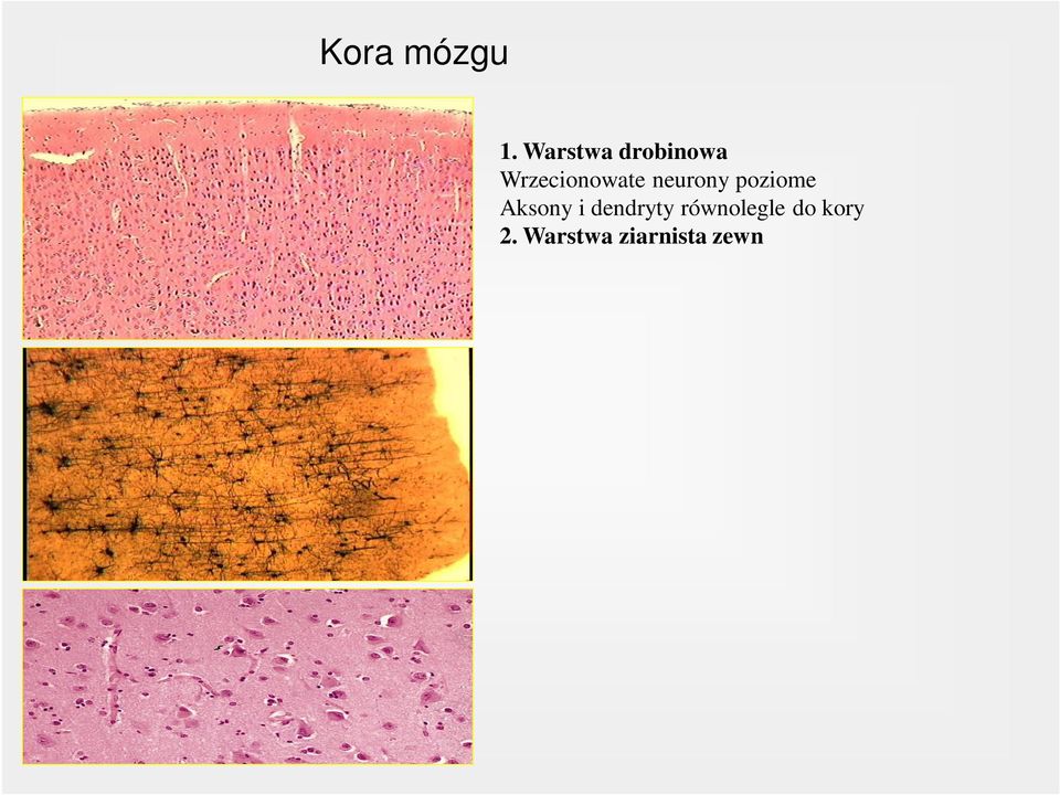 Warstwa piramidalna Neurony piramidalne (aksony > istota biała, dendryty > w-wa drobinowa) 4.