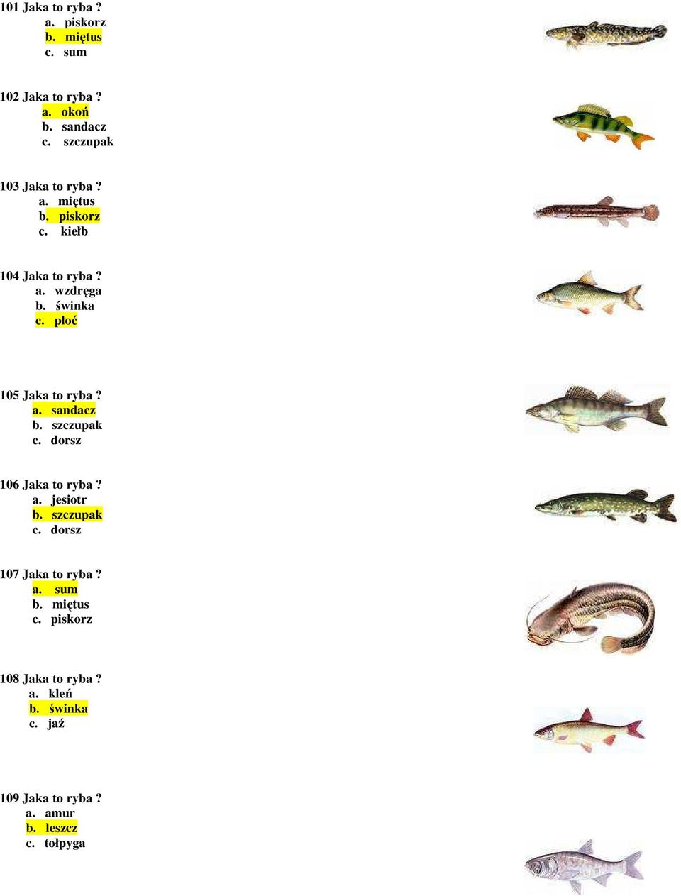 płoć 105 Jaka to ryba? a. sandacz b. szczupak c. dorsz 106 Jaka to ryba? a. jesiotr b. szczupak c. dorsz 107 Jaka to ryba?