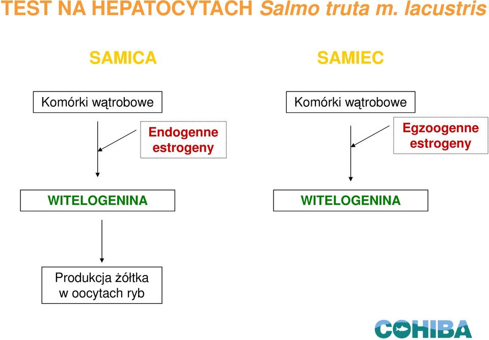 Endogenne estrogeny Komórki wątrobowe Egzoogenne