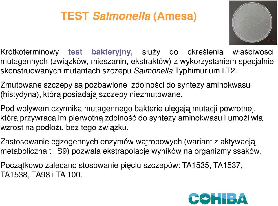 Pod wpływem czynnika mutagennego bakterie ulęgają mutacji powrotnej, która przywraca im pierwotną zdolność do syntezy aminokwasu i umoŝliwia wzrost na podłoŝu bez tego związku.