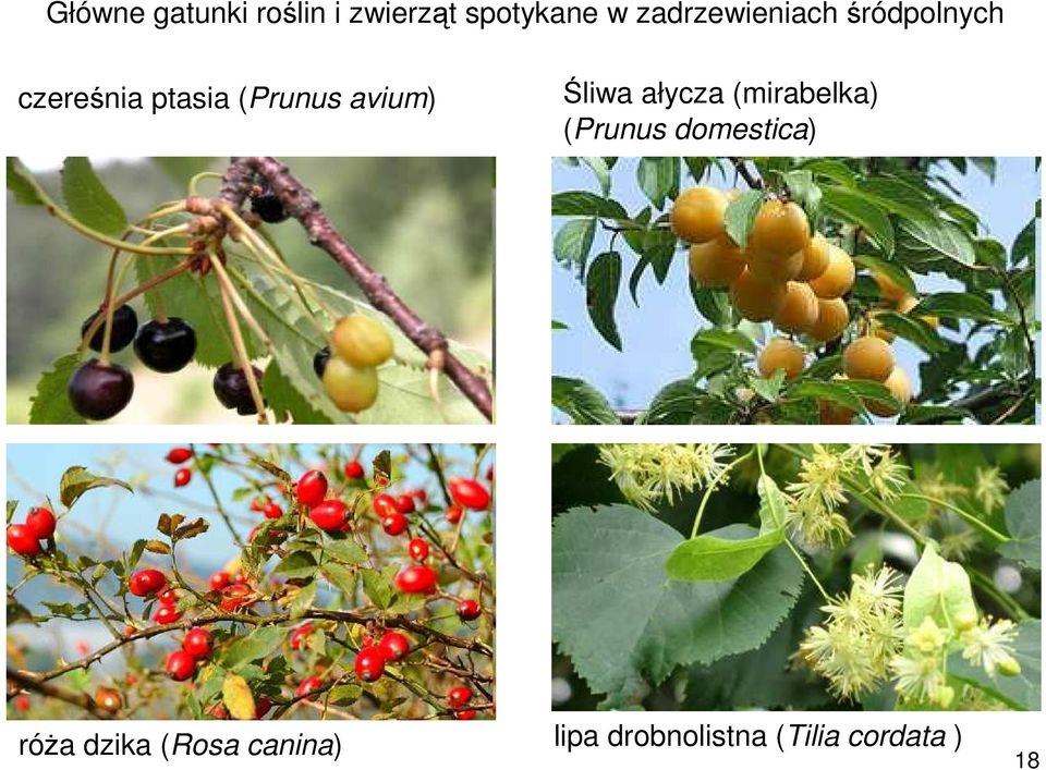 avium) Śliwa ałycza (mirabelka) (Prunus domestica)
