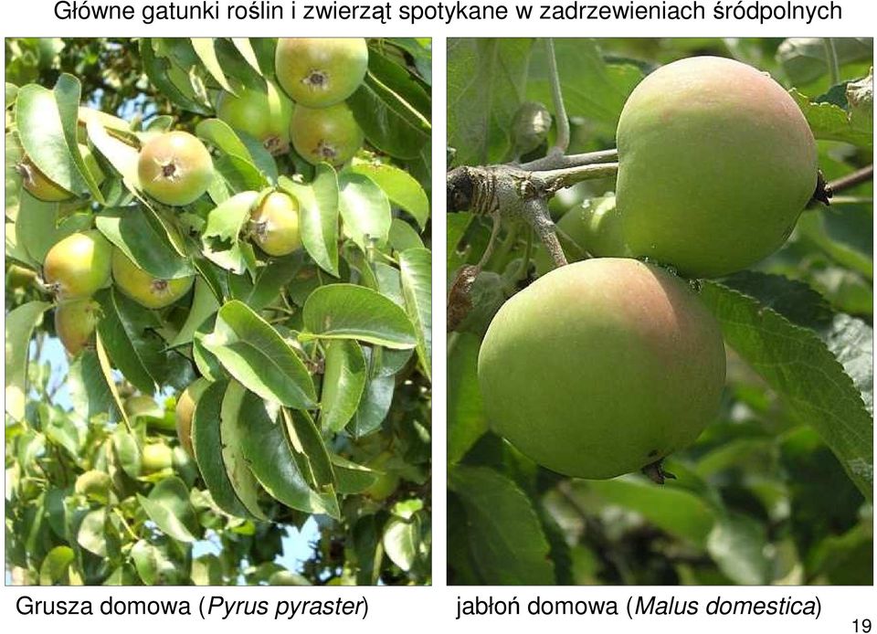 śródpolnych Grusza domowa (Pyrus