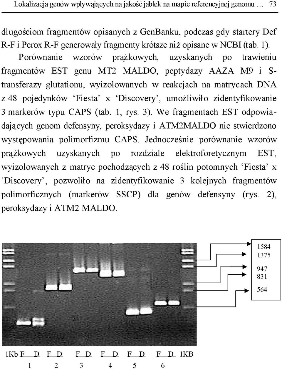 Porównanie wzorów prążkowych, uzyskanych po trawieniu fragmentów EST genu MT2 MALDO, peptydazy AAZA M9 i S- transferazy glutationu, wyizolowanych w reakcjach na matrycach DNA z 48 pojedynków Fiesta x