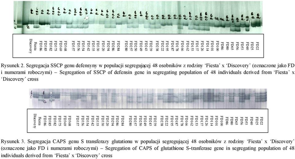 Segregacja SSCP genu defensyny w populacji segregującej 48 osobników z rodziny Fiesta x Discovery (oznaczone jako FD i numerami roboczymi) Segregation of SSCP of defensin gene in segregating