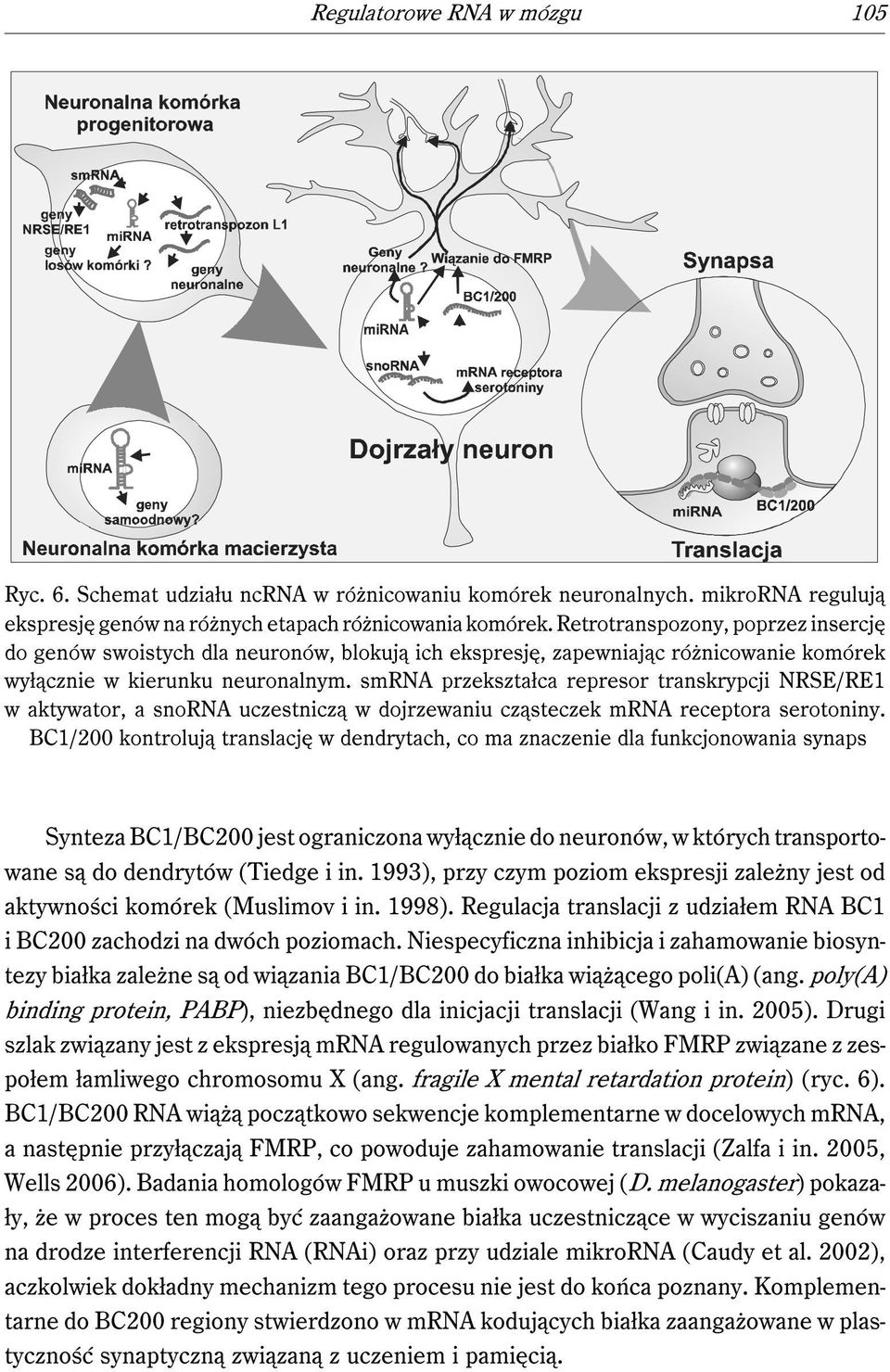 smrna przekształca represor transkrypcji NRSE/RE1 w aktywator, a snorna uczestniczą w dojrzewaniu cząsteczek mrna receptora serotoniny.