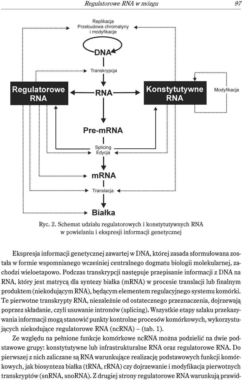 wspomnianego wcześniej centralnego dogmatu biologii molekularnej, zachodzi wieloetapowo.