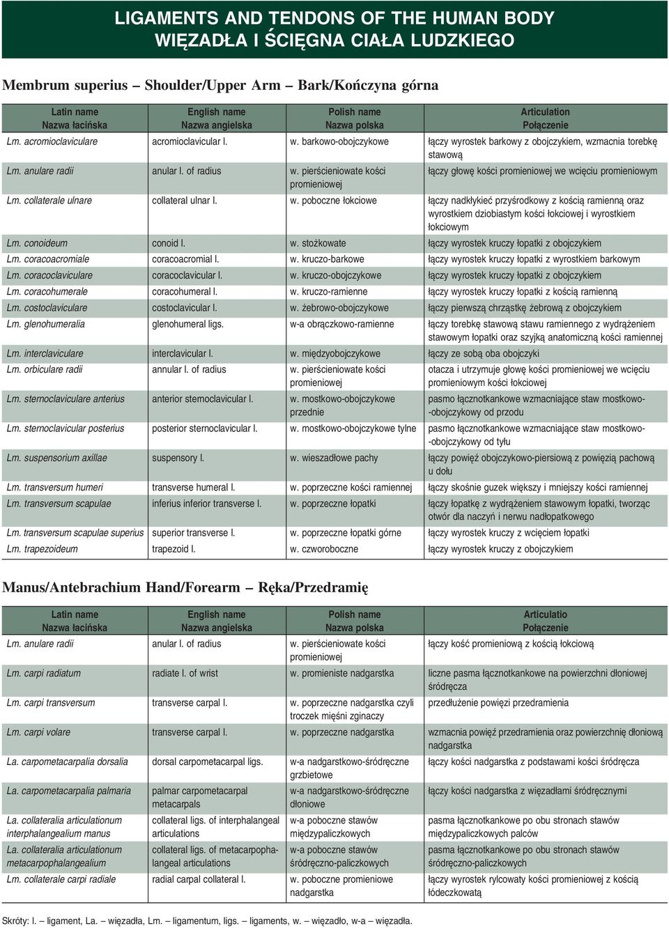 collaterale ulnare collateral ulnar l. w. poboczne łokciowe łączy nadkłykieć przyśrodkowy z kością ramienną oraz wyrostkiem dziobiastym kości łokciowej i wyrostkiem łokciowym Lm. conoideum conoid l.