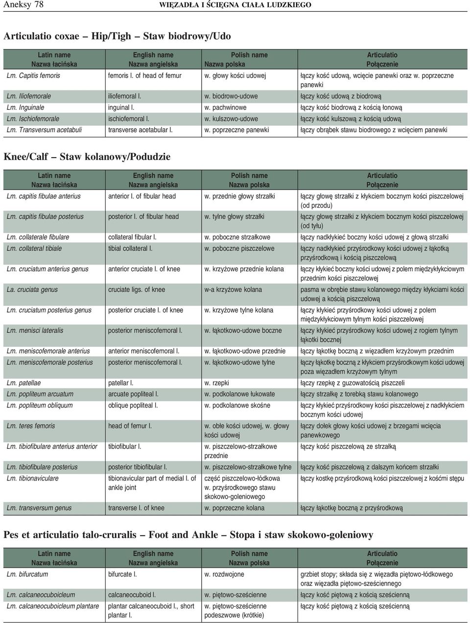 Transversum acetabuli transverse acetabular l. w. poprzeczne panewki łączy obrąbek stawu biodrowego z wcięciem panewki Knee/Calf Staw kolanowy/podudzie Lm. capitis fibulae anterius anterior l.