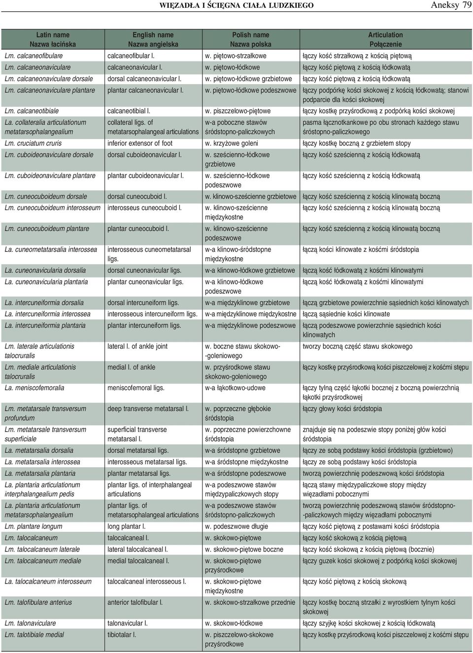 calcaneotibiale calcaneotibial l. w. piszczelowo-piętowe łączy kostkę przyśrodkową z podpórką kości skokowej La. collateralia articulationum metatarsophalangealium collateral ligs.