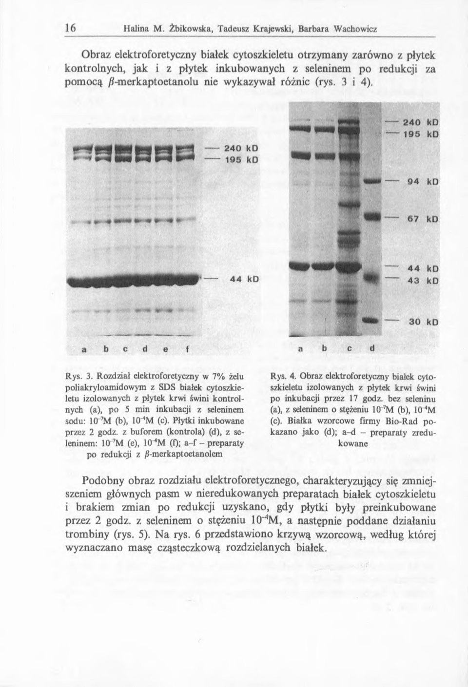 kd w*#*- 3 0 kd a b c d e f a b c d Rys. 3. Rozdział elektroforetyczny w 7% żelu poliakryloamidowym z SDS białek cytoszkieletu izolowanych z płytek krwi świni kontrolnych (a), po 5 min inkubacji z seleninem sodu: 10 M (b), W M (c).