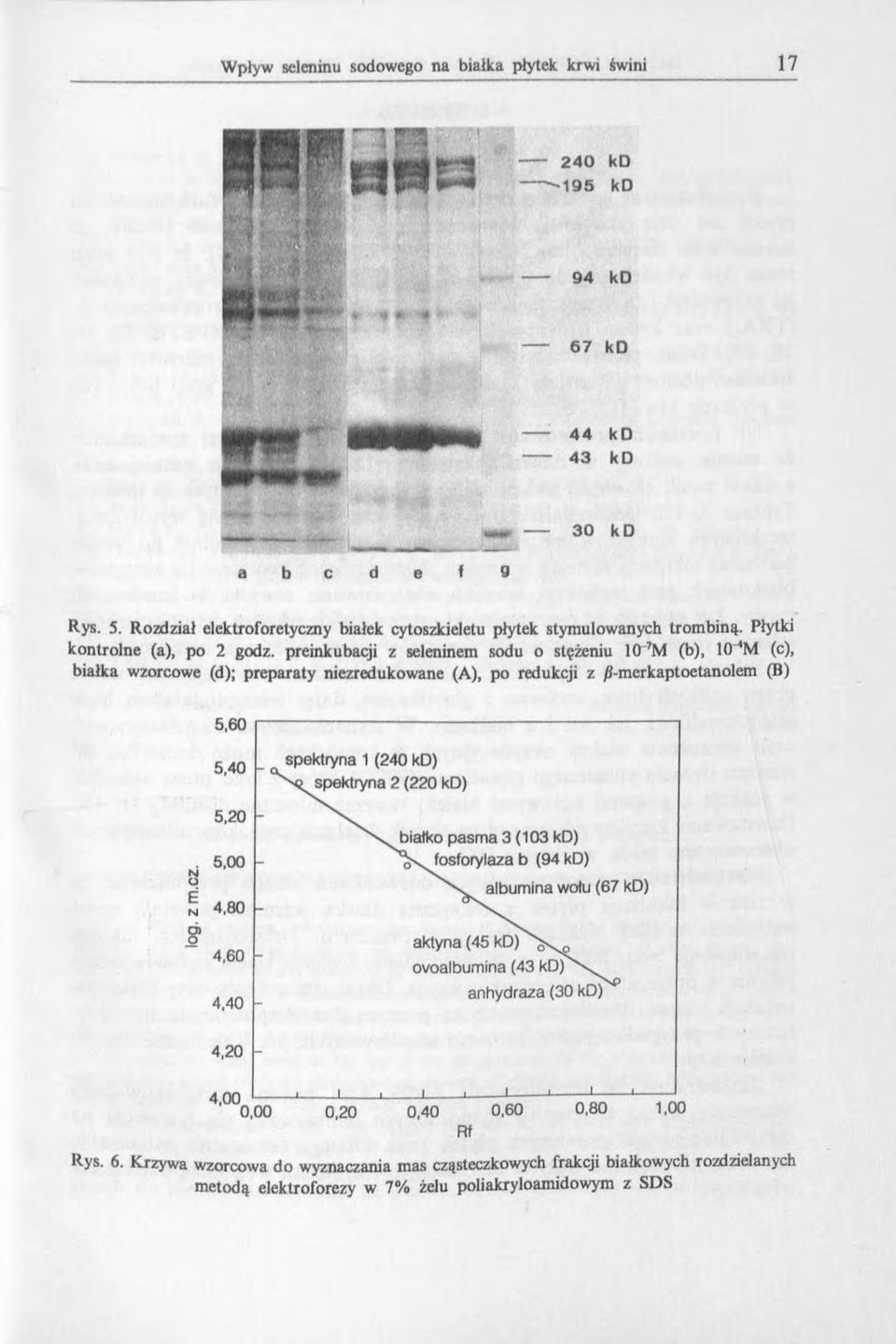 preinkubacji z seleninem sodu o stężeniu 10 7M (b), 10 4M (c), białka wzorcowe (d); preparaty niezredukowane (A), po redukcji z /?