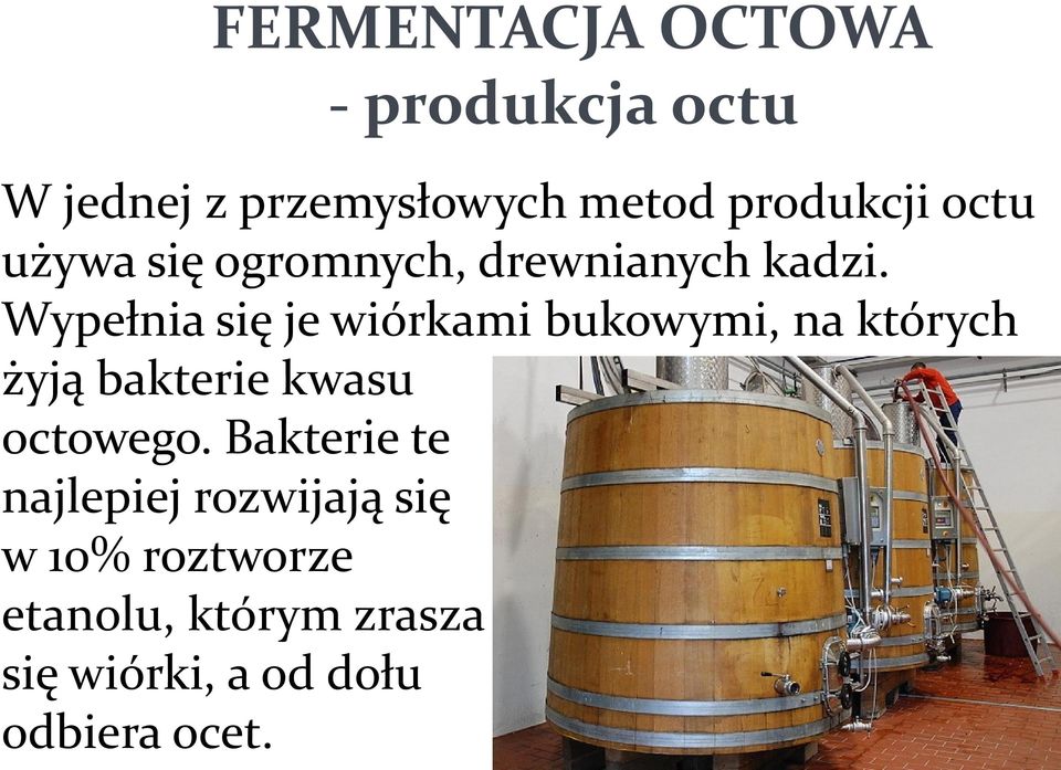 Wypełnia się je wiórkami bukowymi, na których żyją bakterie kwasu octowego.