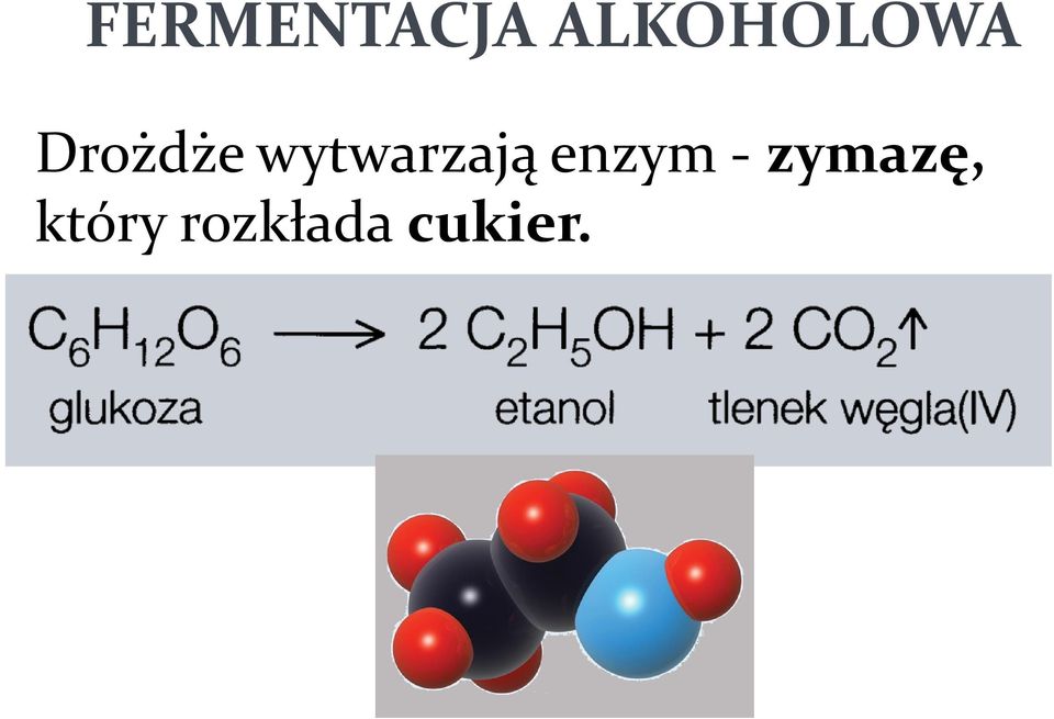 wytwarzają enzym -