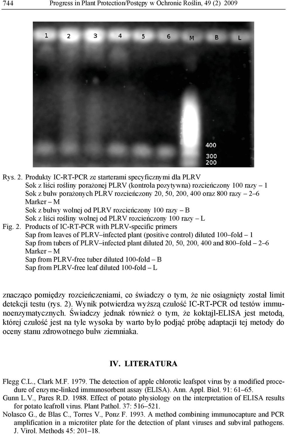 Produkty IC-RT-PCR ze starterami specyficznymi dla PLRV Sok z liści rośliny porażonej PLRV (kontrola pozytywna) rozcieńczony 100 razy 1 Sok z bulw porażonych PLRV rozcieńczony 20, 50, 200, 400 oraz