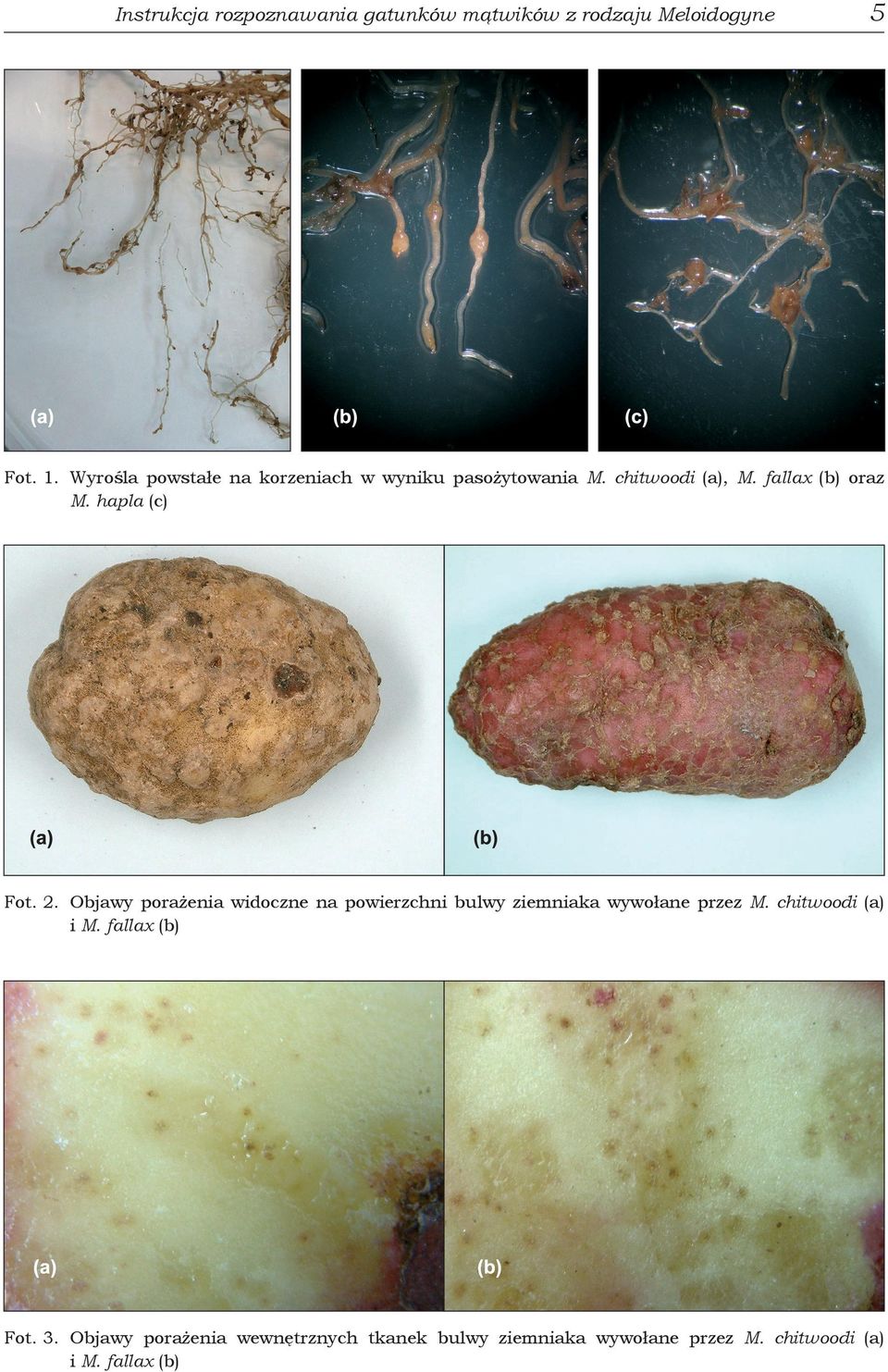 hapla (c) Fot. 2. Objawy porażenia widoczne na powierzchni bulwy ziemniaka wywołane przez M.