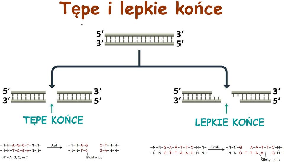 końce TĘPE