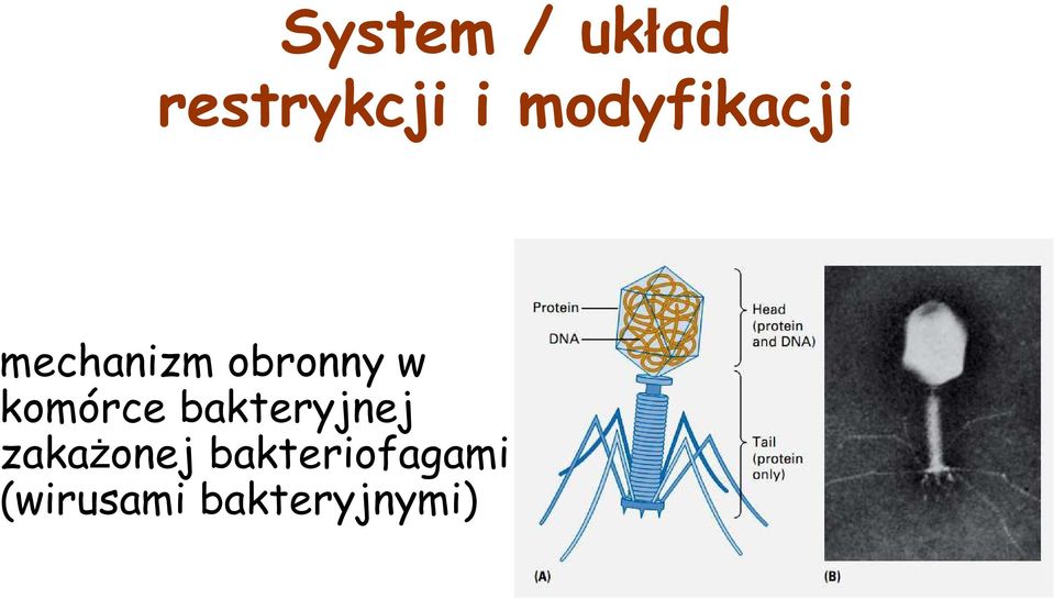 komórce bakteryjnej zakażonej