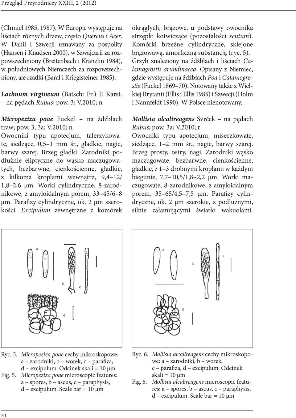 Krieglsteiner 1985). Lachnum virgineum (Batsch: Fr.) P. Karst. na pędach Rubus; pow. 3; V.2010; n Micropeziza poae Fuckel na źdźbłach traw; pow. 3, 3a; V.