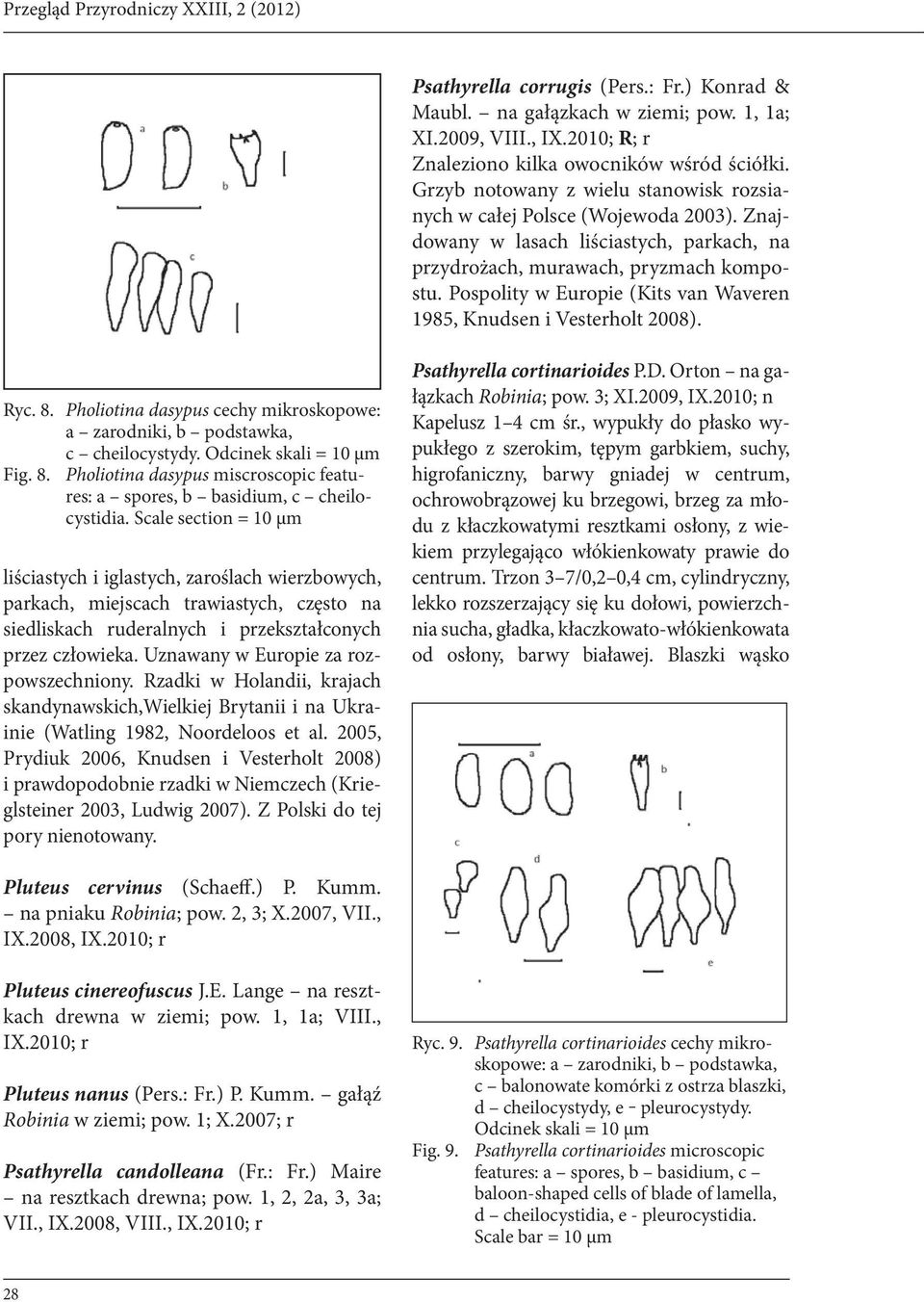 Pospolity w Europie (Kits van Waveren 1985, Knudsen i Vesterholt 2008). Ryc. 8. Pholiotina dasypus cechy mikroskopowe: a zarodniki, b podstawka, c cheilocystydy. Odcinek skali = 10 μm Fig. 8. Pholiotina dasypus miscroscopic features: a spores, b basidium, c cheilocystidia.