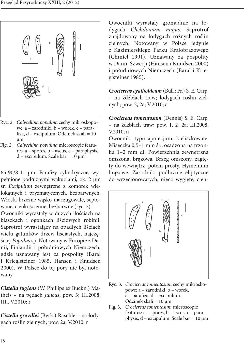 Crocicreas cyathoideum (Bull.: Fr.) S. E. Carp. na źdźbłach traw; łodygach roślin zielnych; pow. 2, 2a; V.2010; a Ryc. 2. Calycellina populina cechy mikroskopowe: a zarodniki, b worek, c parafiza, d excipulum.