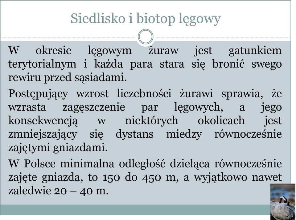 Postępujący wzrost liczebności żurawi sprawia, że wzrasta zagęszczenie par lęgowych, a jego konsekwencją w