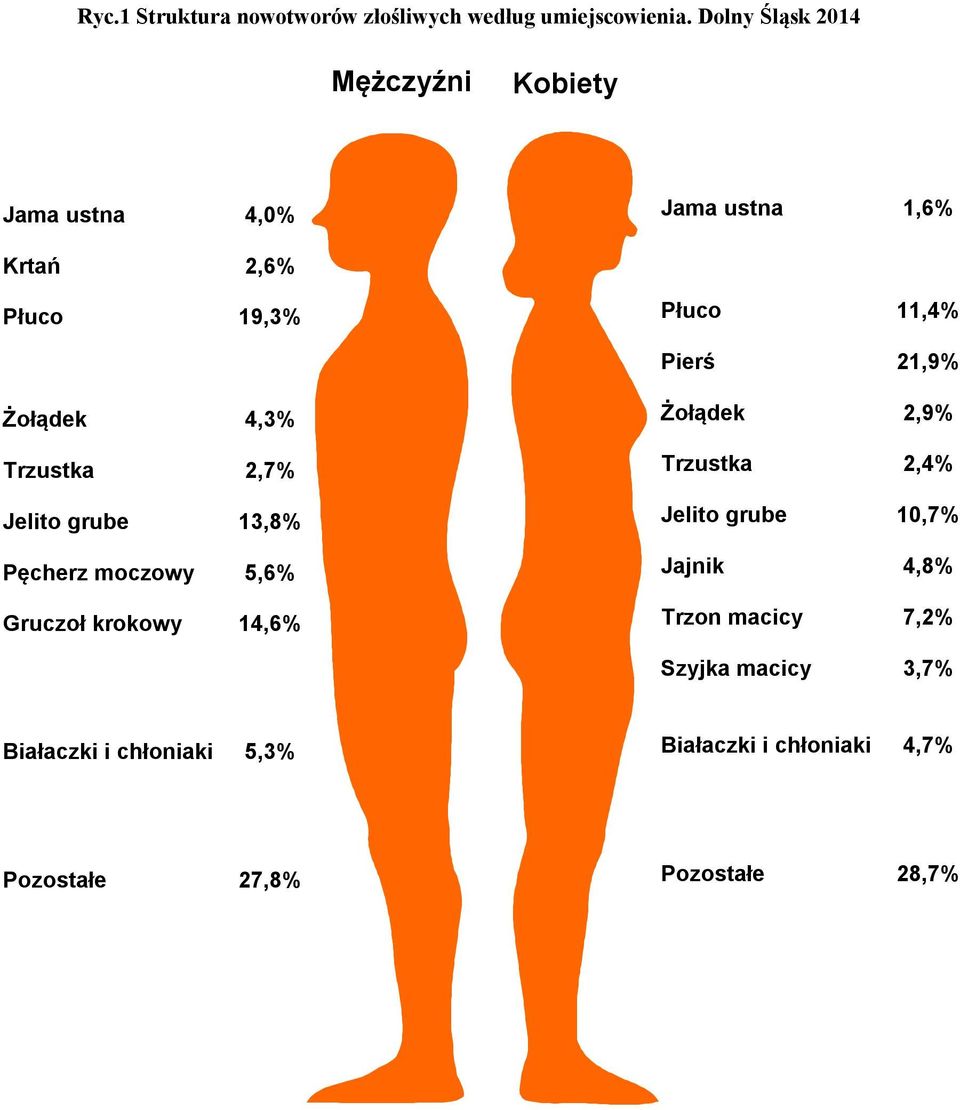 21,9% Żołądek 4,3% Trzustka 2,7% Jelito grube 13,8% Pęcherz moczowy 5,6% Gruczoł krokowy 14,6% Żołądek 2,9%