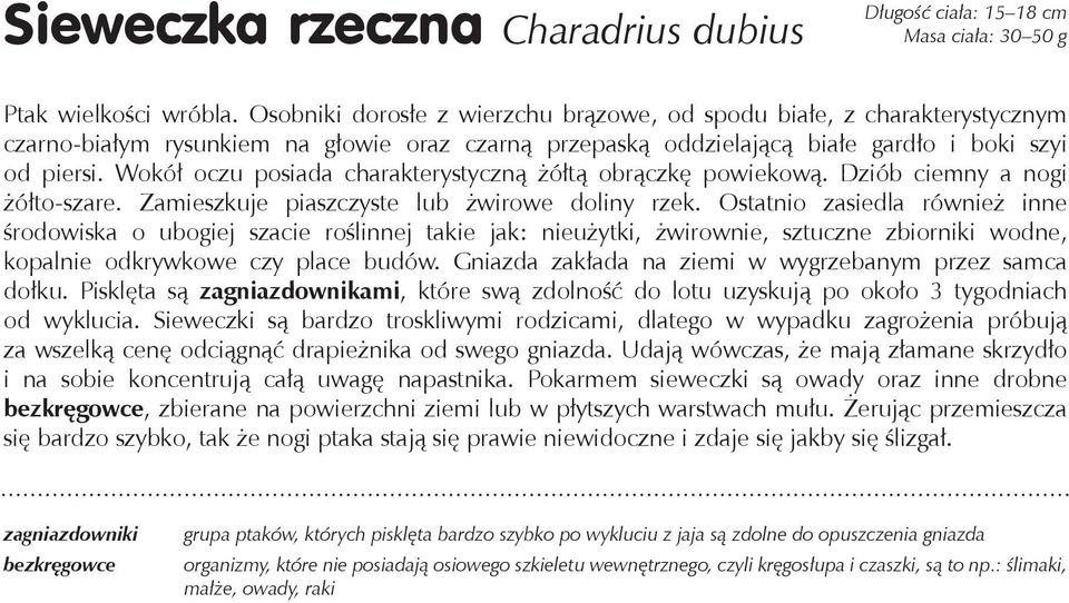 Wokół oczu posiada charakterystyczną żółtą obrączkę powiekową. Dziób ciemny a nogi żółto-szare. Zamieszkuje piaszczyste lub żwirowe doliny rzek.