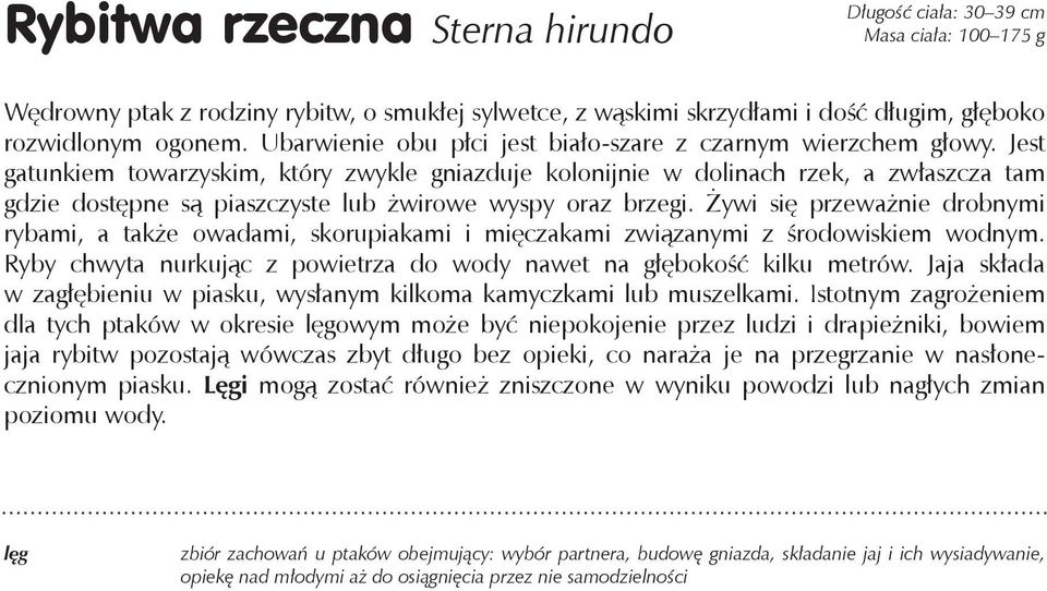 Jest gatunkiem towarzyskim, który zwykle gniazduje kolonijnie w dolinach rzek, a zwłaszcza tam gdzie dostępne są piaszczyste lub żwirowe wyspy oraz brzegi.