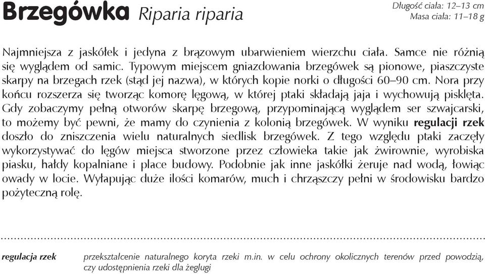 Nora przy końcu rozszerza się tworząc komorę lęgową, w której ptaki składają jaja i wychowują pisklęta.