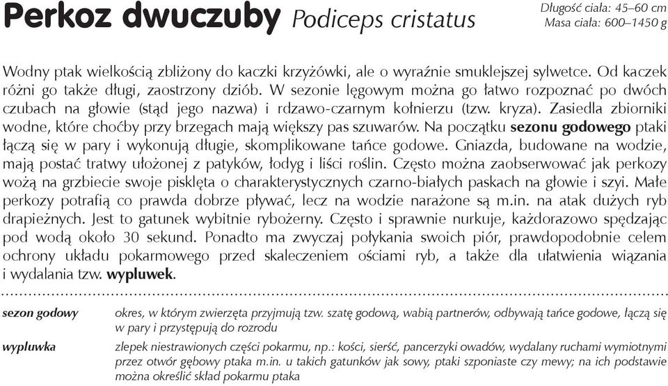 Zasiedla zbiorniki wodne, które choćby przy brzegach mają większy pas szuwarów. Na początku sezonu godowego ptaki łączą się w pary i wykonują długie, skomplikowane tańce godowe.