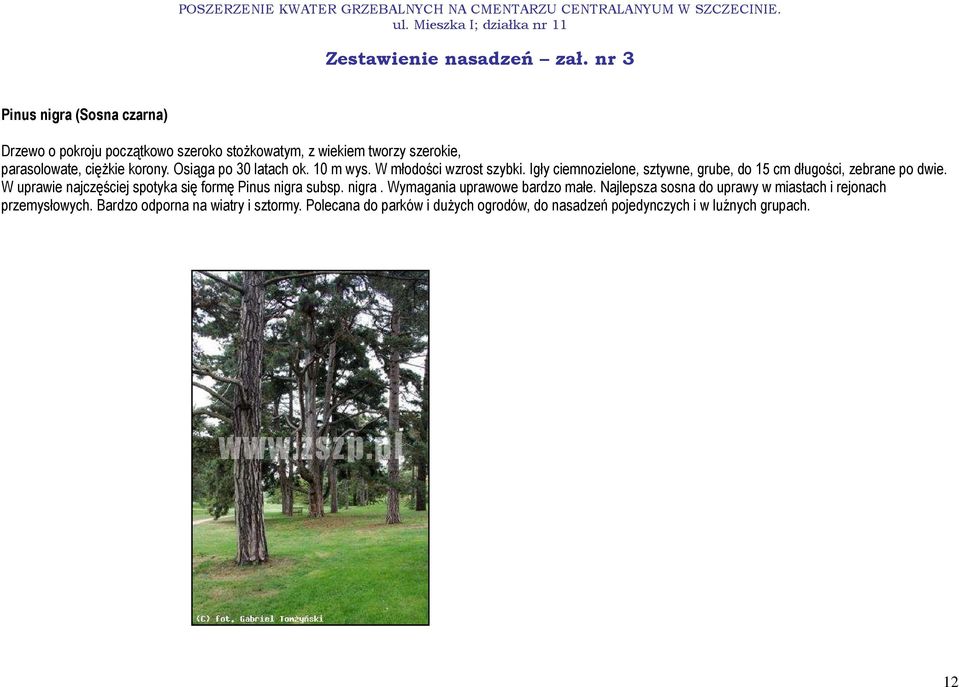 W uprawie najczęściej spotyka się formę Pinus nigra subsp. nigra. Wymagania uprawowe bardzo małe.