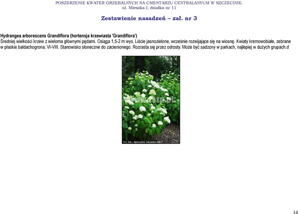 Liście jasnozielone, wcześnie rozwijające się na wiosnę.