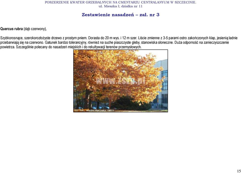 Liście zmienne z 3-5 parami ostro zakończonych klap, jesienią ładnie przebarwiają się na czerwono.