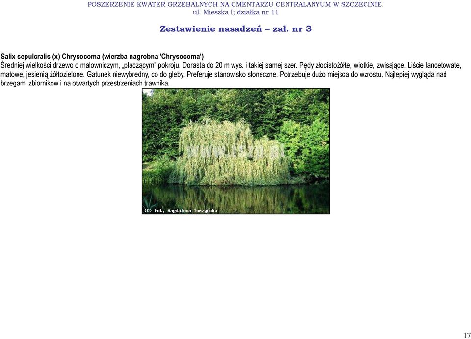 Liście lancetowate, matowe, jesienią Ŝółtozielone. Gatunek niewybredny, co do gleby.