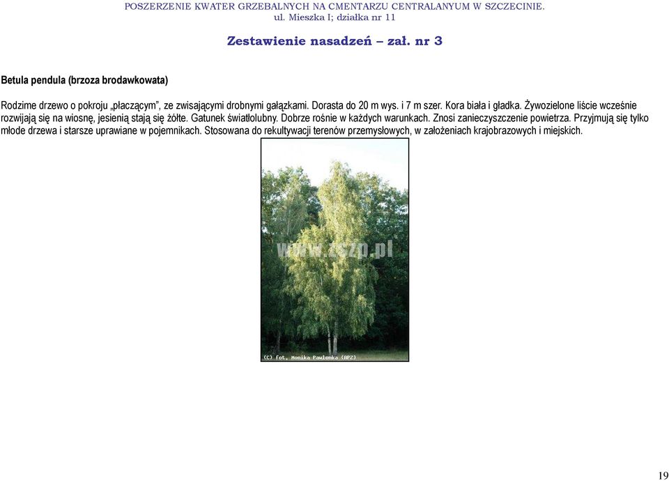 śywozielone liście wcześnie rozwijają się na wiosnę, jesienią stają się Ŝółte. Gatunek światłolubny.