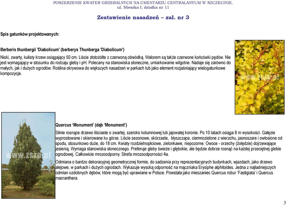 Nadaje się zarówno do małych, jak i duŝych ogrodów. Roślina okrywowa do większych nasadzeń w parkach lub jako element rozjaśniający wielogatunkowe kompozycje.
