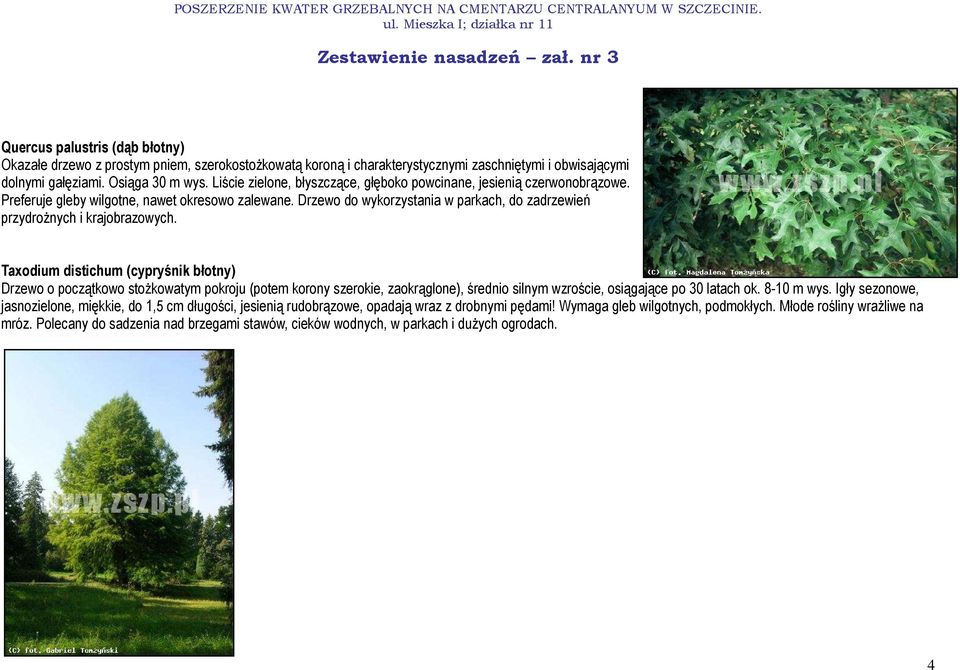 Drzewo do wykorzystania w parkach, do zadrzewień przydroŝnych i krajobrazowych.