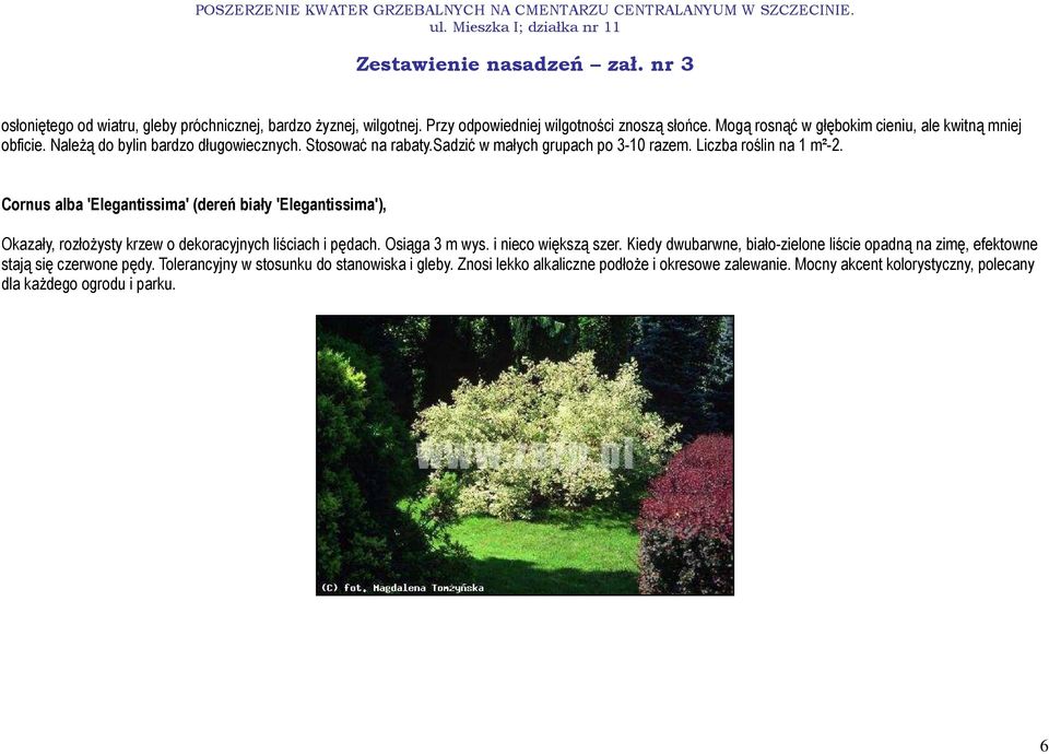 Cornus alba 'Elegantissima' (dereń biały 'Elegantissima'), Okazały, rozłoŝysty krzew o dekoracyjnych liściach i pędach. Osiąga 3 m wys. i nieco większą szer.