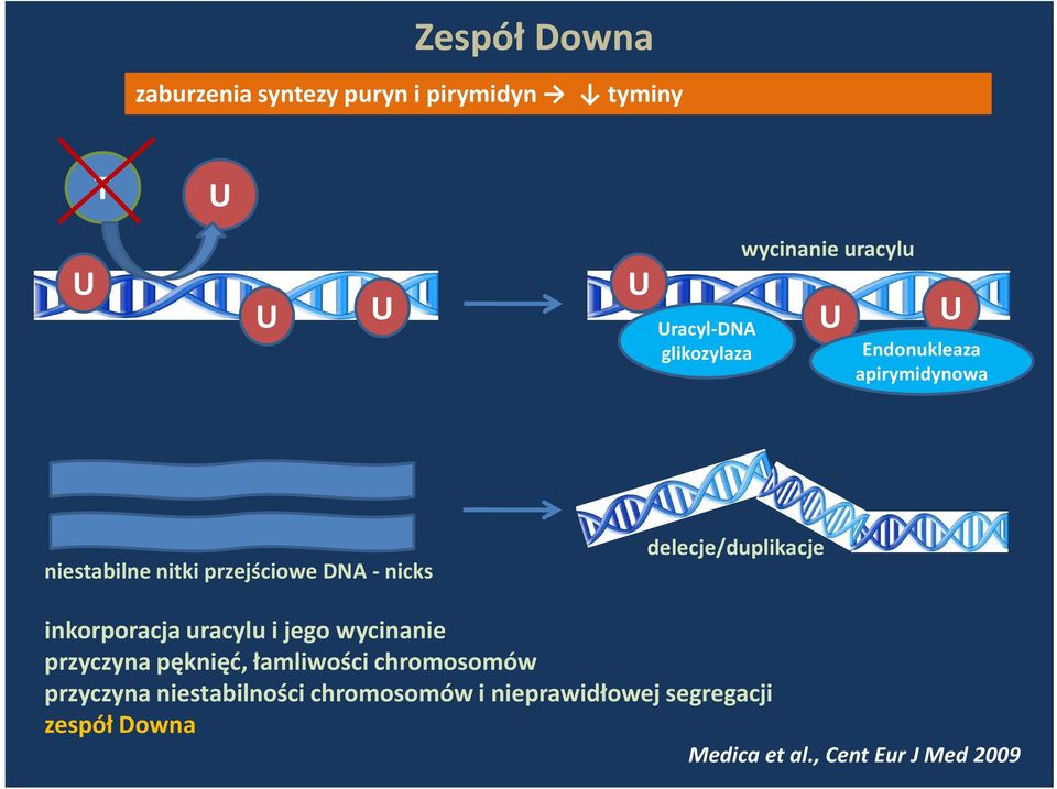 delecje/duplikacje inkorporacja uracylu i jego wycinanie przyczyna pęknięć, łamliwości chromosomów