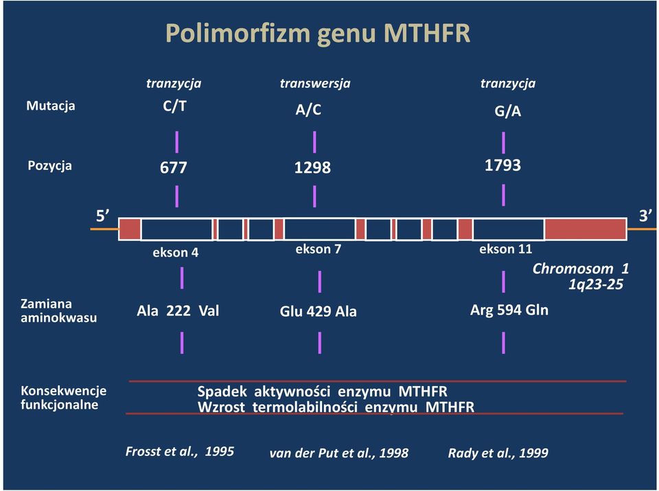 594 Gln Chromosom 1 1q23-25 Konsekwencje funkcjonalne Spadek aktywności enzymu MTHFR