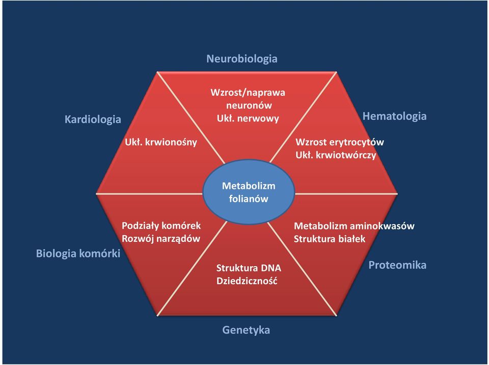 krwiotwórczy Biologia komórki Podziały komórek Rozwój narządów Metabolizm