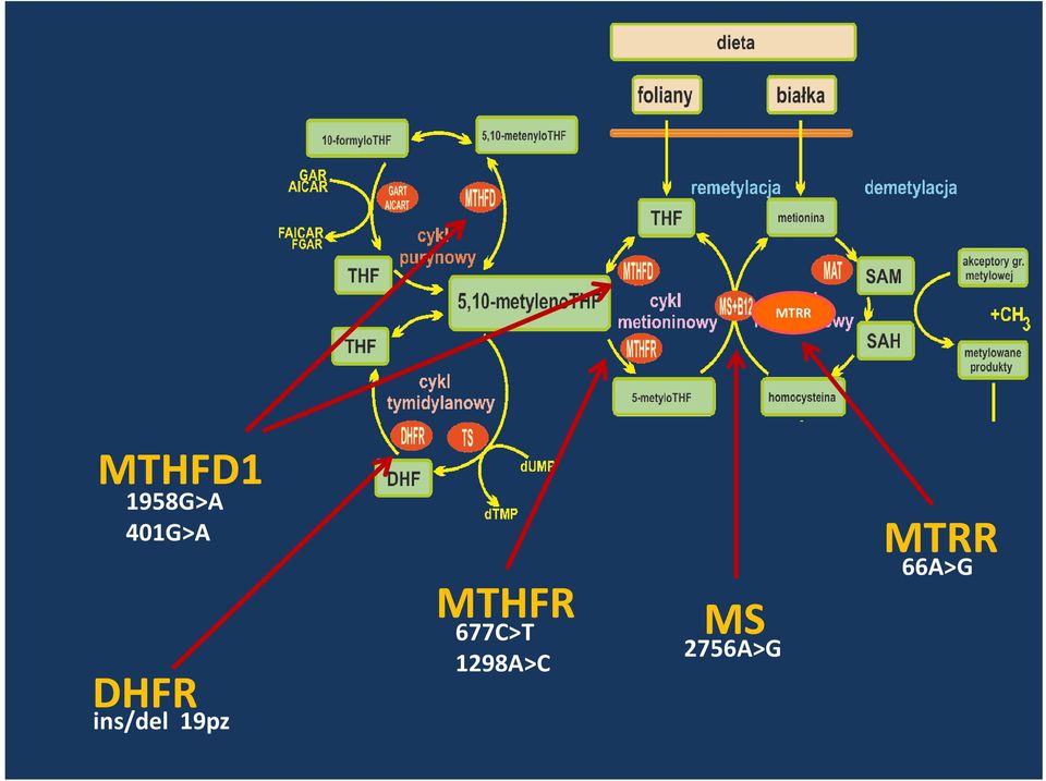 19pz MTHFR 677C>T