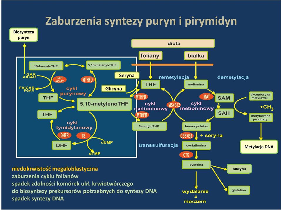 megaloblastyczna zaburzenia cyklu folianów spadek zdolności komórek ukł.