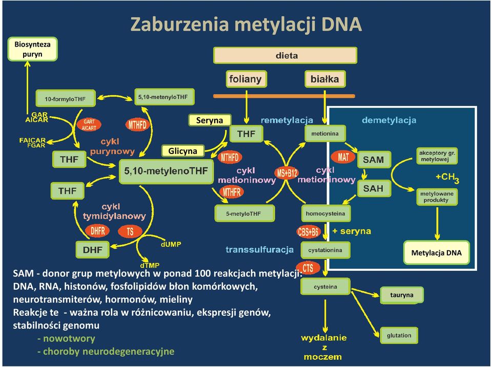 błon komórkowych, neurotransmiterów, hormonów, mieliny Reakcje te - ważna rola w